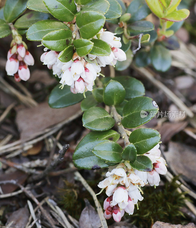 越橘(Vaccinium vitis- idea)开花